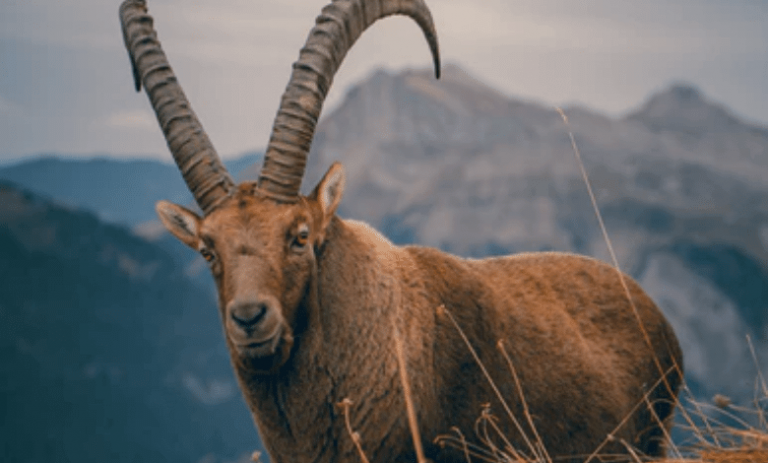 2022 Aries Money and Finance Horoscope