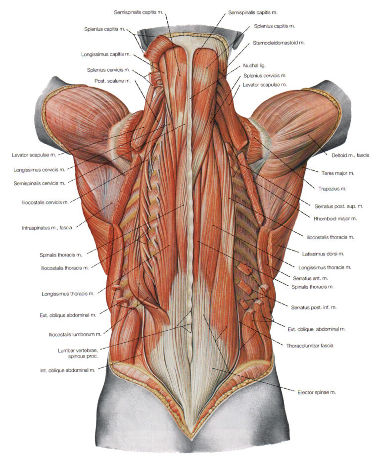 Gain Health Through Muscle: Strength Training Advice